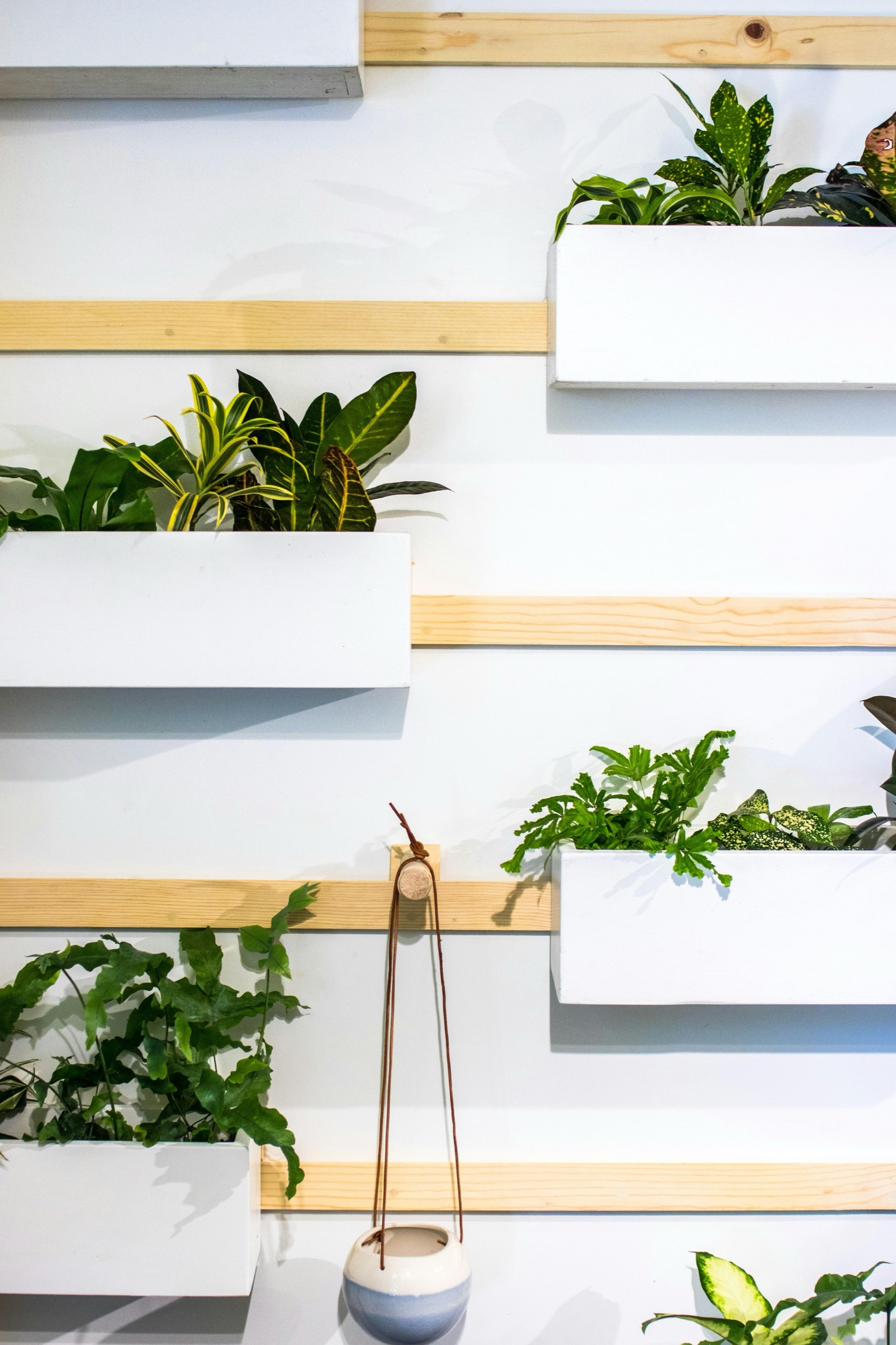 plants hanged on white wall